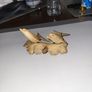 Dolphin carving Image 5