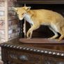 Vintage Taxidermy Red Fox Image 2