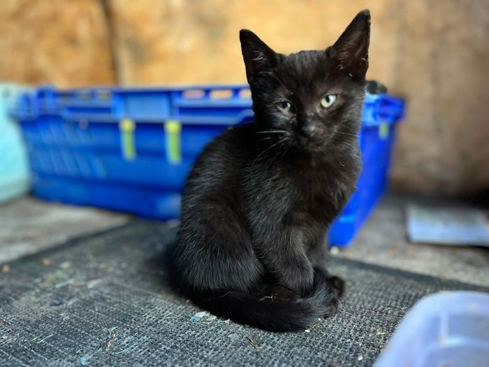 Playful Kittens Looking for Loving Homes