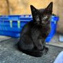 Playful Kittens Looking for Loving Homes Image 2