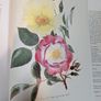 Flower Paintings Graham Stuart Thomas Image 5