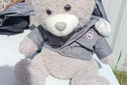 Teddy. Canada Moose