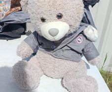 Teddy. Canada Moose