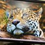 Dell UltraSharp U2412M 24 Inch IPS Monitor (Good Condition) Image 6