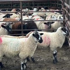 Mule x Suffolk Ewe Lambs