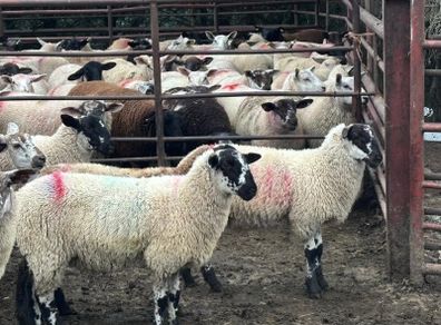 Mule x Suffolk Ewe Lambs