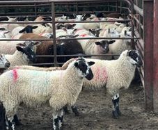 Mule x Suffolk Ewe Lambs
