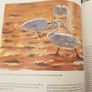 . Birds In Norfolk. A National & International Perspective By Andt Brown FABOLOUS LARGE VOLUME BOOK. In very good condition. . James Mccallum. Image 8
