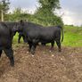 Pedigree Angus Bulls Image 4