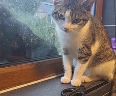 cat