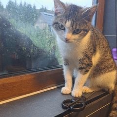 cat