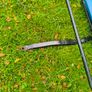 berg go Kart trailer Image 3