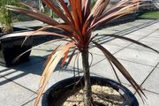 Palm Tree x3 - come in different pot
