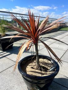 Palm Tree - Red x3