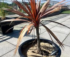 Palm Tree - Red x3