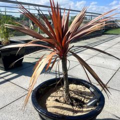 Palm Tree - Red x3