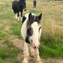 Yearlings Image 2