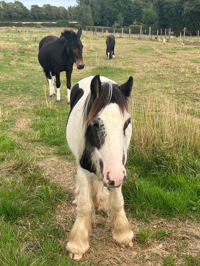 Yearlings