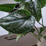 Scindapsus Trebie planter Image 2