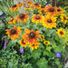 Plantmom123