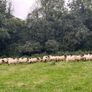 60 Suffolk x and x-bred hoggetts for Dowra tom Image 3