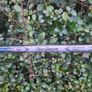 MacGregor DX Sand Wedge Graphite Right Handed Image 3