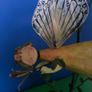 collectable Image 2