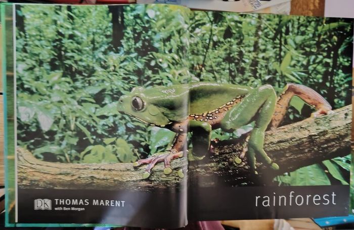 Rainforest