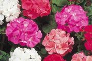 (G) Geranium Colorama Mix seeds 0.1g (430147) Plant Today