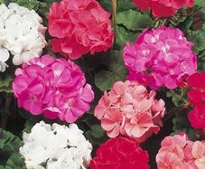 (G) Geranium Colorama Mix seeds 0.1g (430147) Plant Today