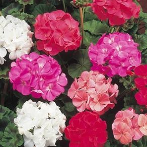 (G) Geranium Colorama Mix seeds 0.1g (430147) Plant Today