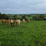Springing heifers Image 2