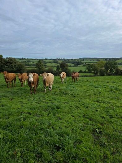 Springing heifers
