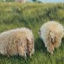 Original Oil Painting- Curious Lamb Image 5