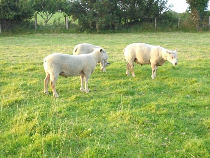 Charolais Ram.  Available.. Available.