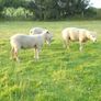 Charolais Ram.  Available.. Available. Image 5
