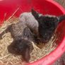 pet lambs Image 2