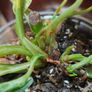 No.1 Philodendron Emerald Queen Image 7