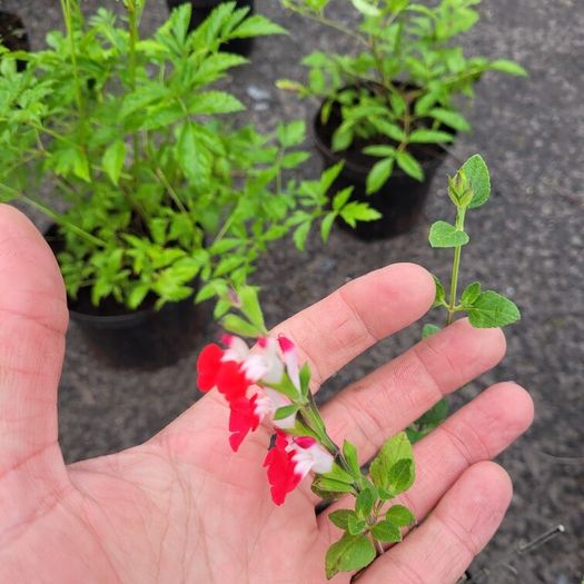 30 fantastic flowering plants/shrubs