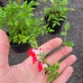 30 fantastic flowering plants/shrubs Image 3