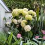 garden plants Image 3