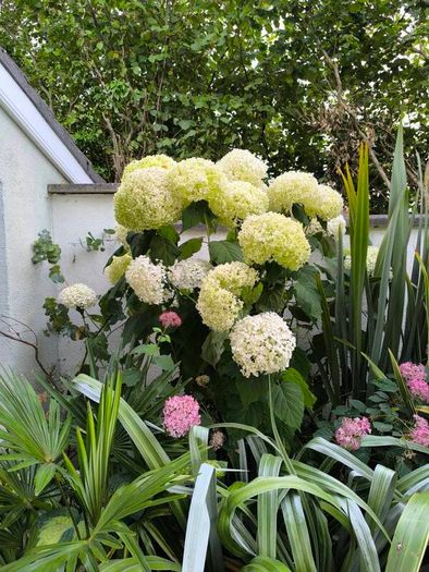 garden plants
