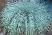 (G) Ornamental Grass Blue Fescue Seeds 0.2g