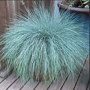 (G) Ornamental Grass Blue Fescue Seeds 0.2g