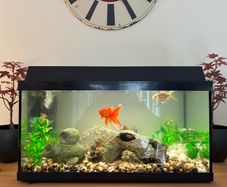 Fish tank 54litres.