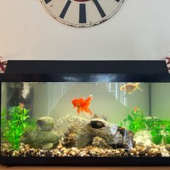 Fish tank 54litres.