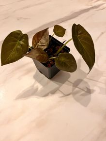 plant