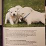 West Highland White Terrier.manual And Reference Guide.  Hardback In Good Condition. Image 6