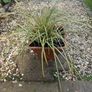Evergreen plant Image 10