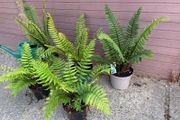 large ornamental ferns - dryopteris wallichiana